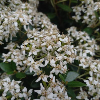 Olearia xhaastii