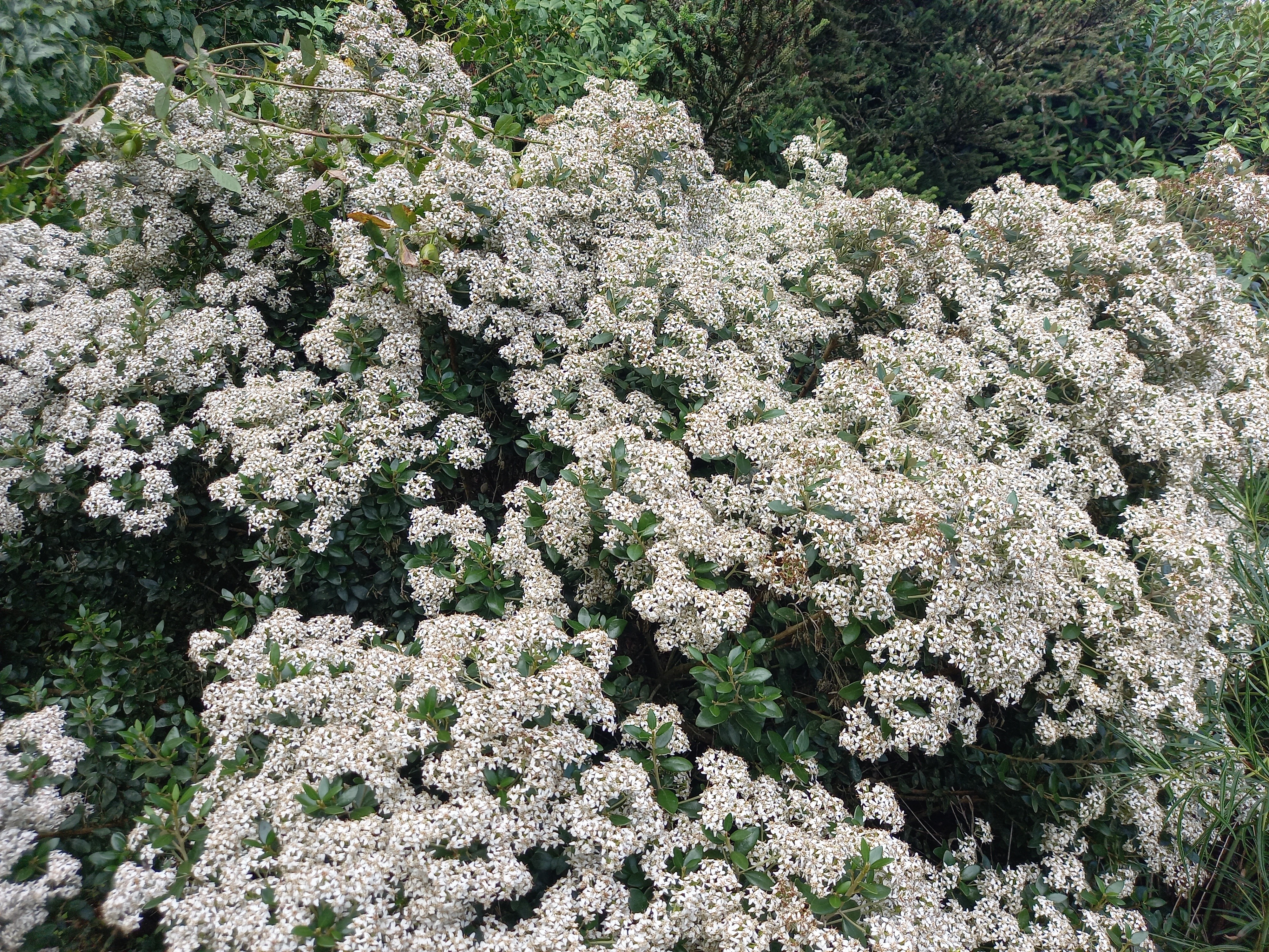 Olearia xhaastii