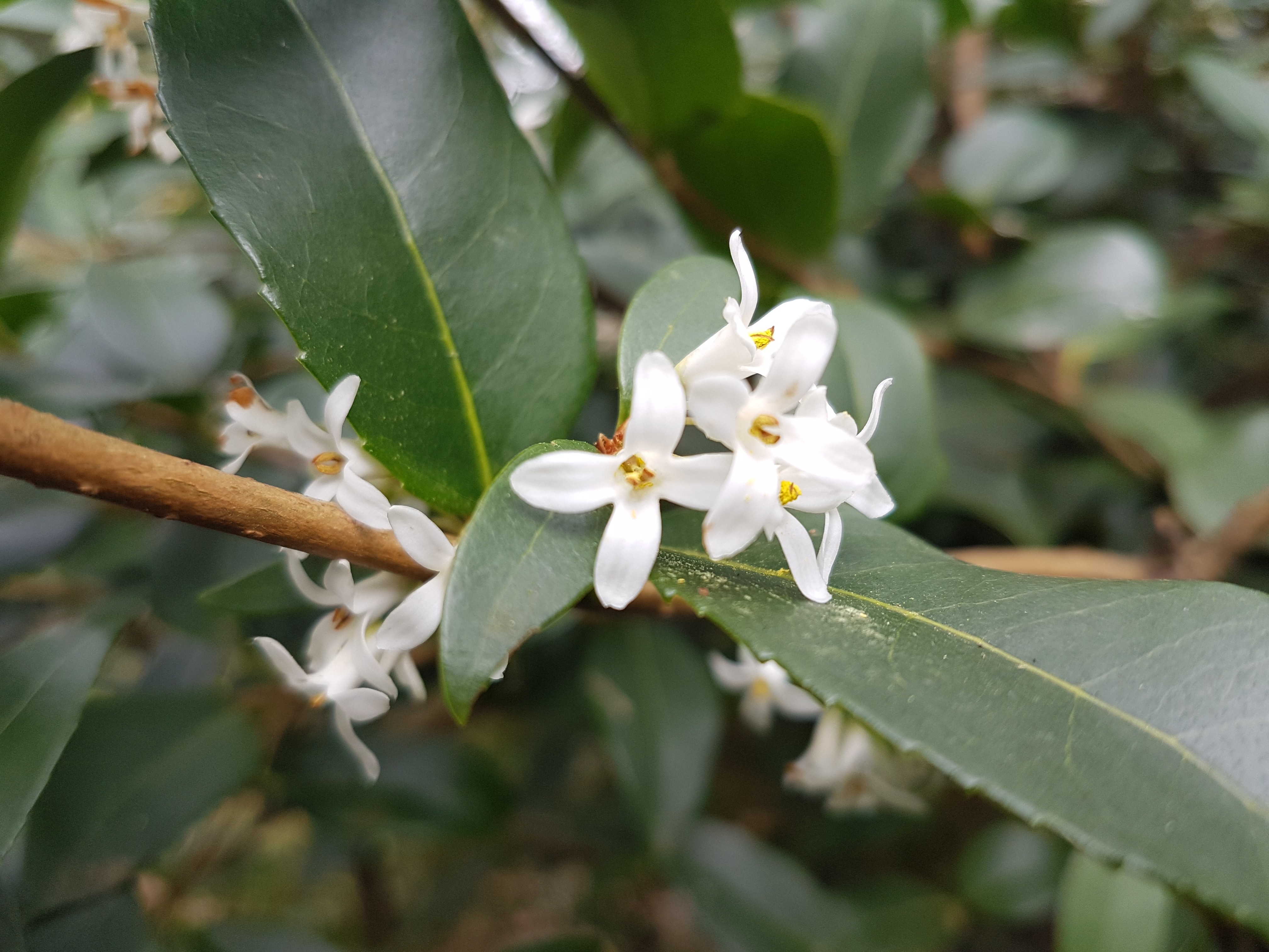 Osmanthus x burkwoodii