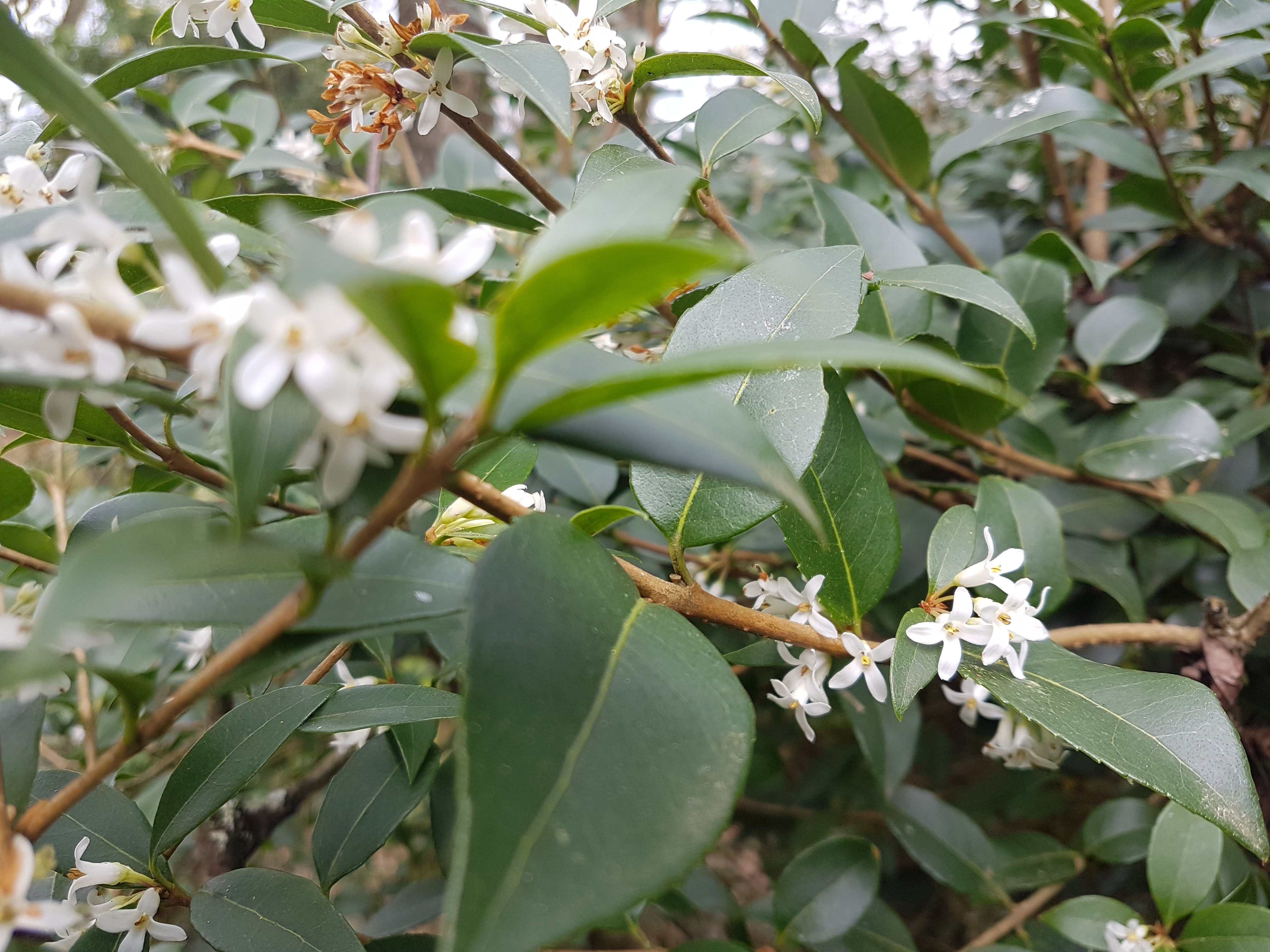 Osmanthus x burkwoodii