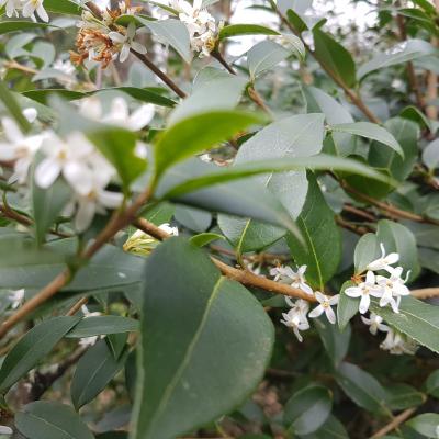 Osmanthus x burkwoodii