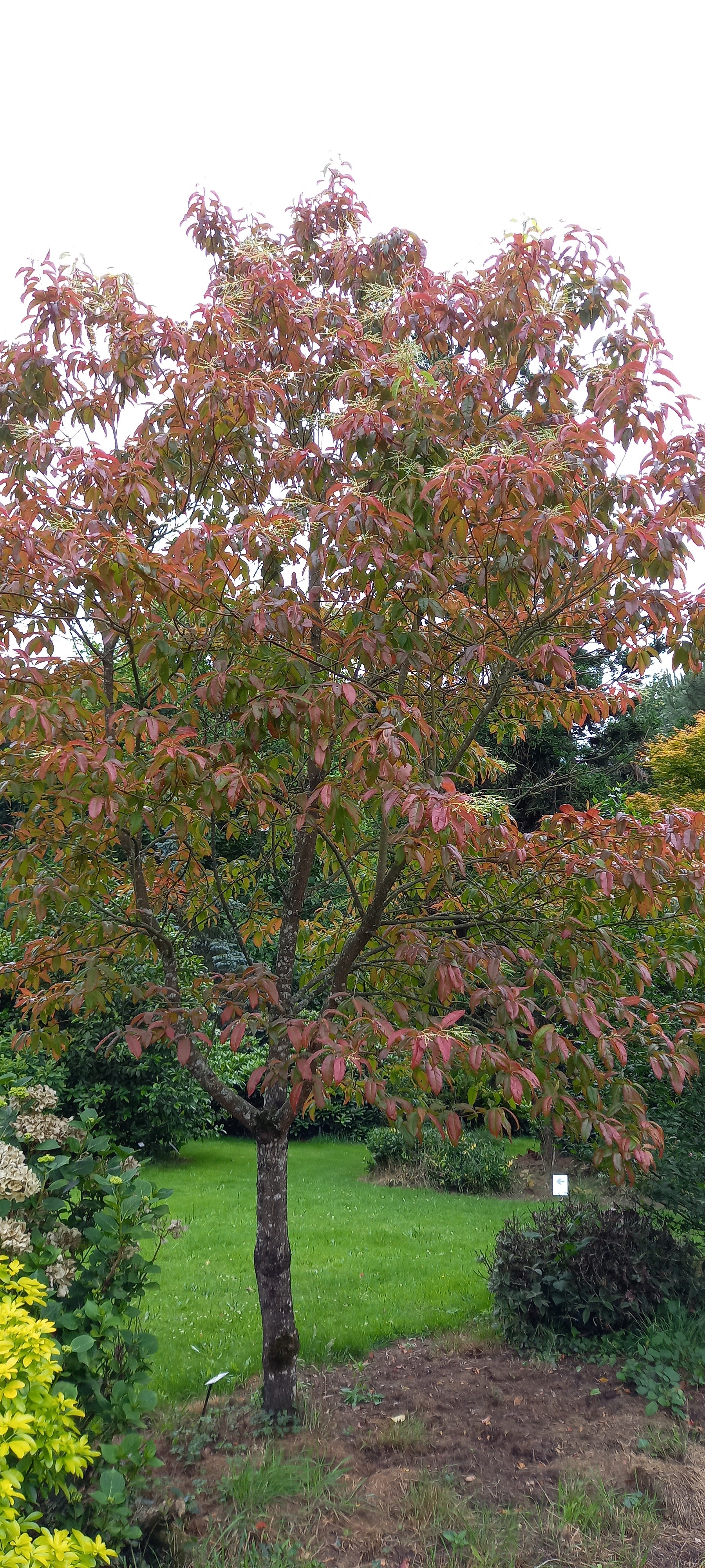 Oxydendron arborea