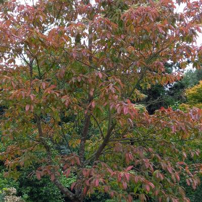 Oxydendron arborea