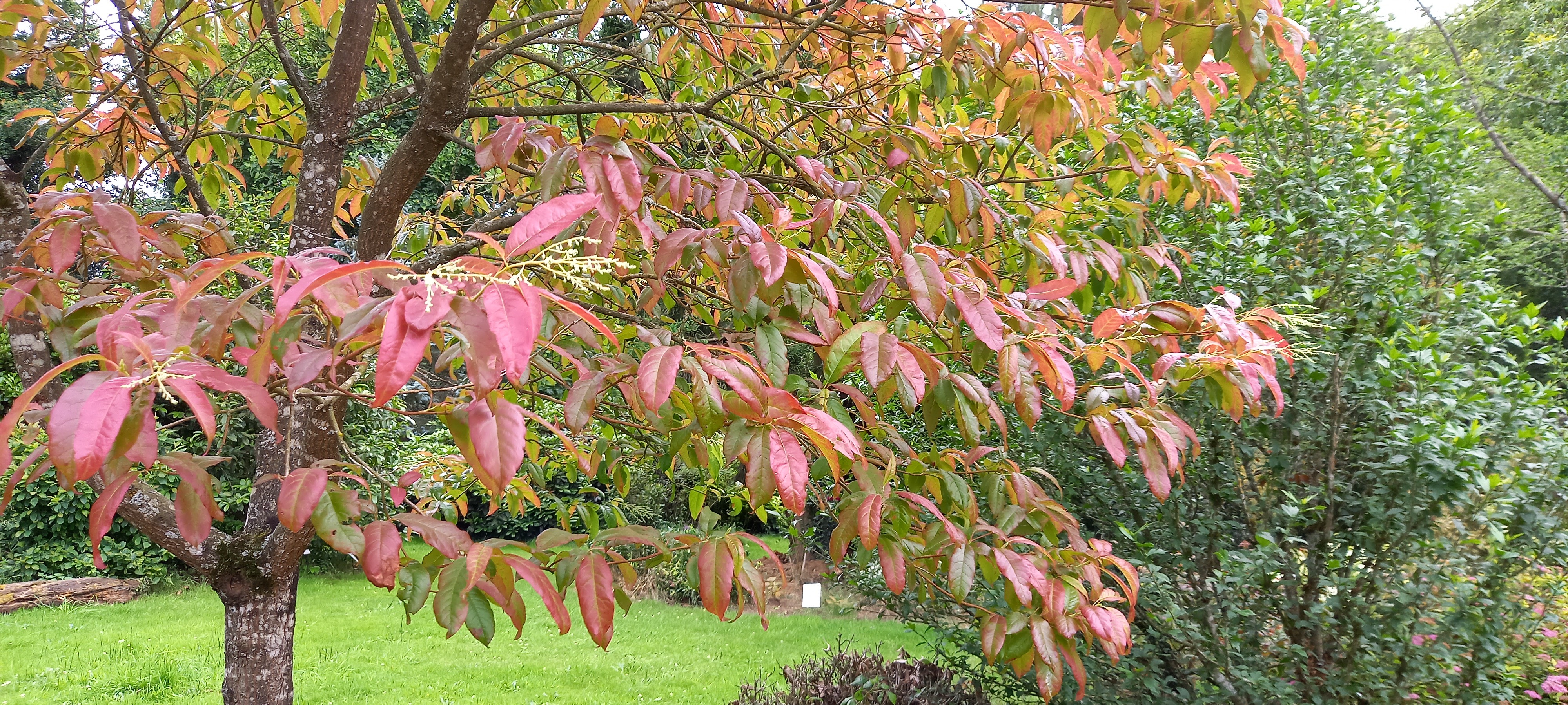 Oxydendron arborea 