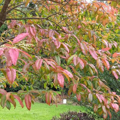 Oxydendron arborea 