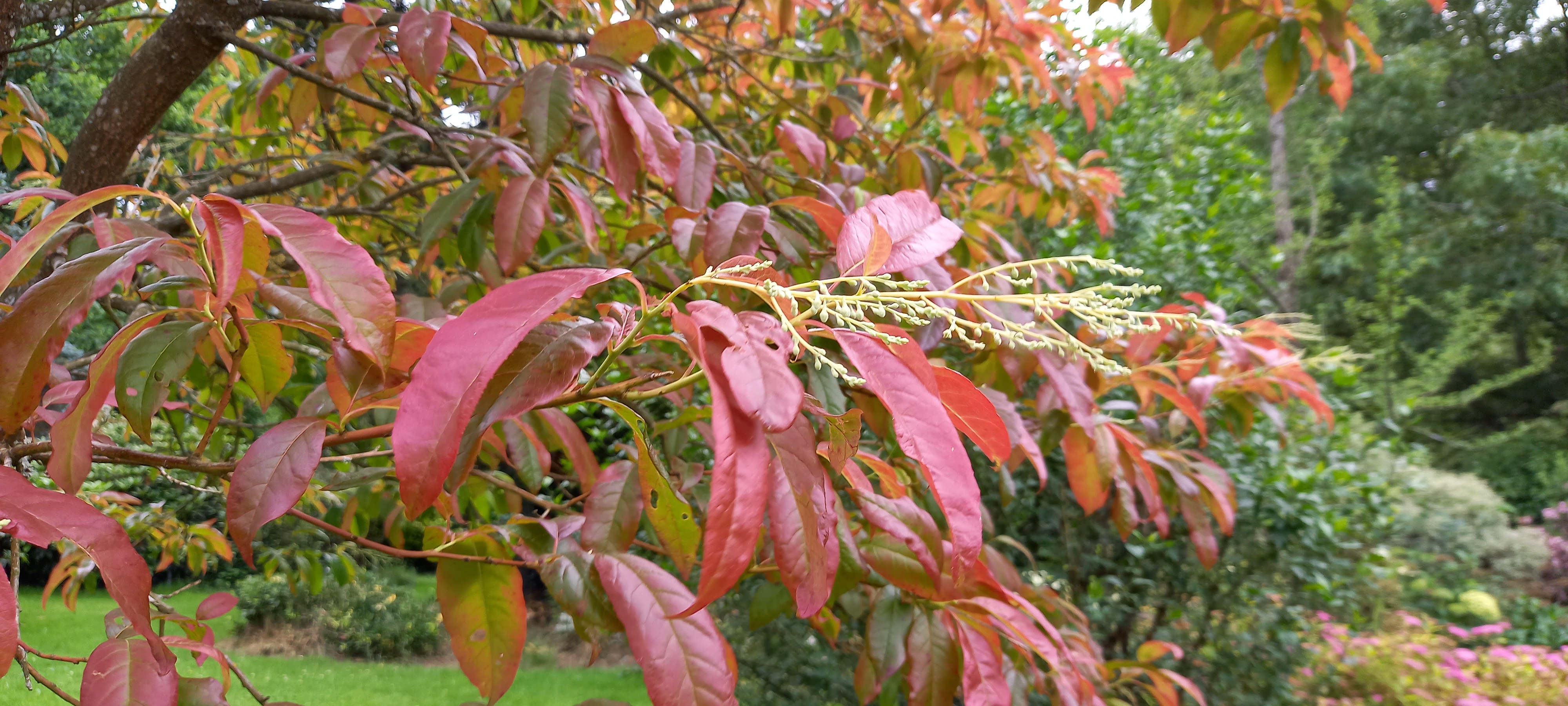 Oxydendron arborea