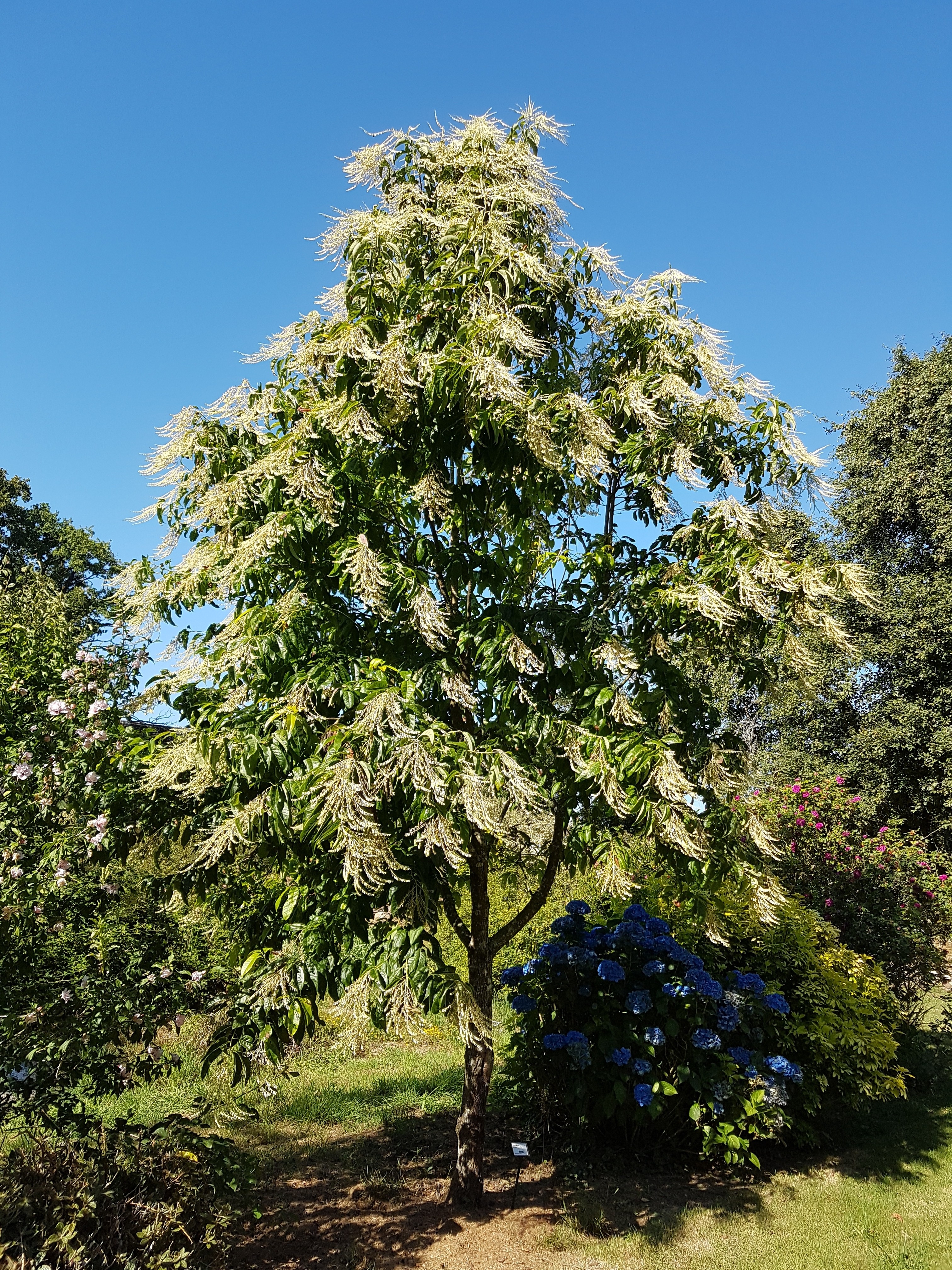 Oxydendron arborea