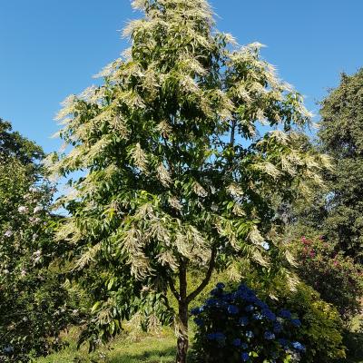 Oxydendron arborea