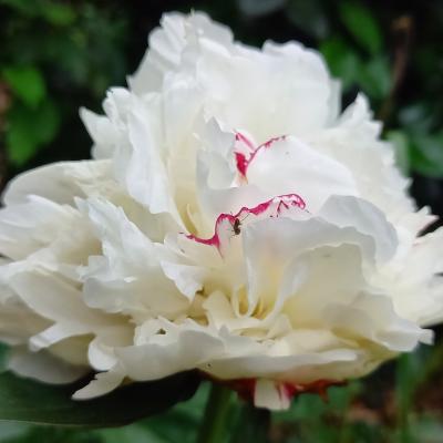 Paeonia lactiflora 'Candidissima'