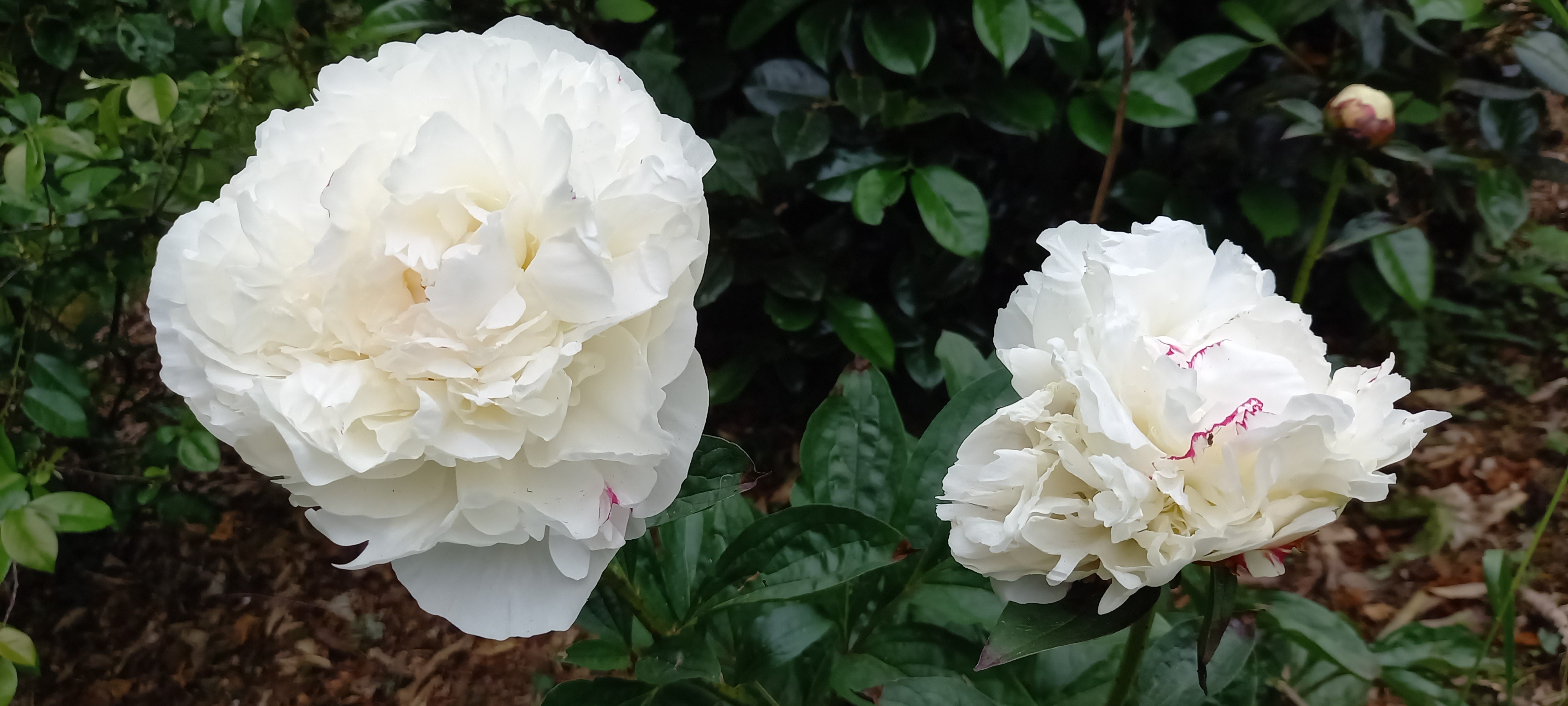 Paeonia lactiflora 'Candidissima'