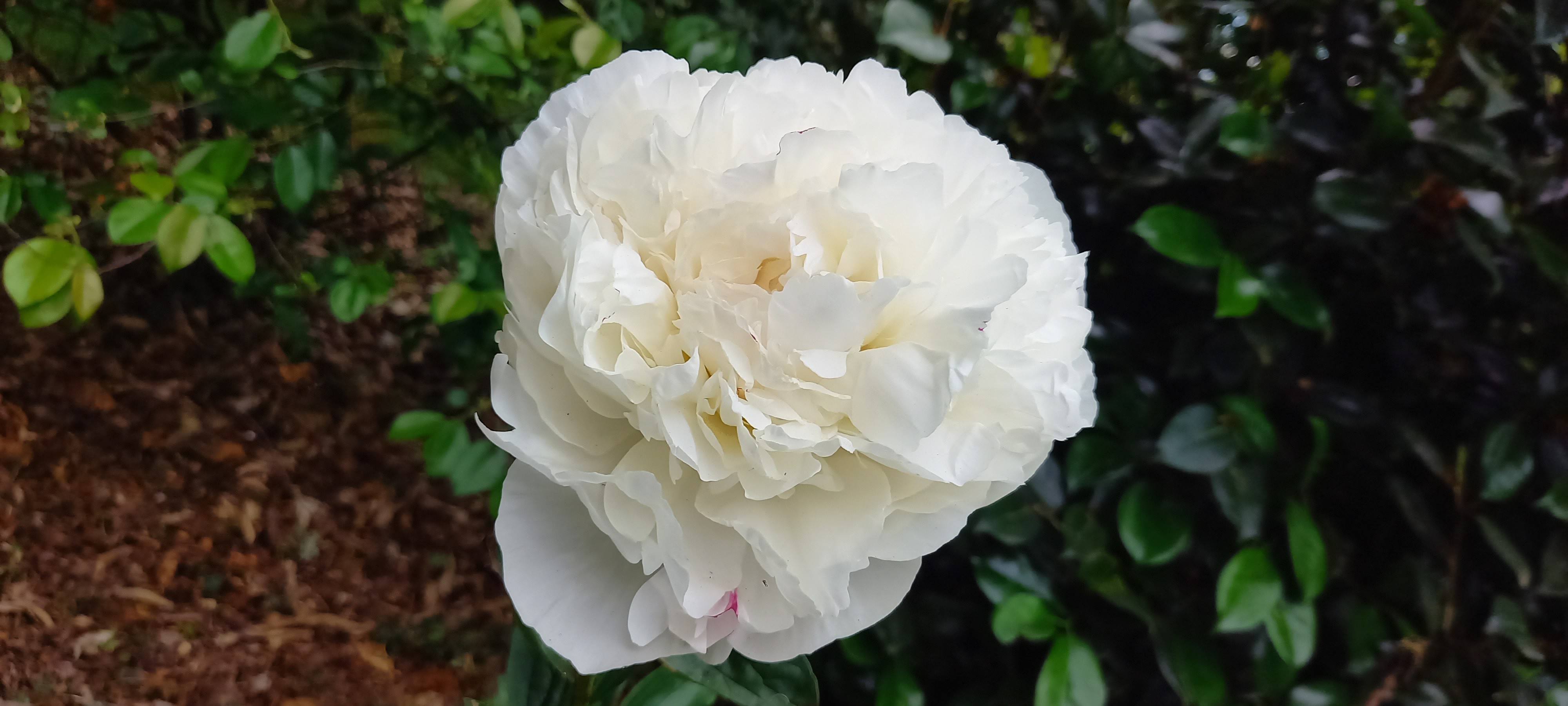 Paeonia lactiflora 'Candidissima'