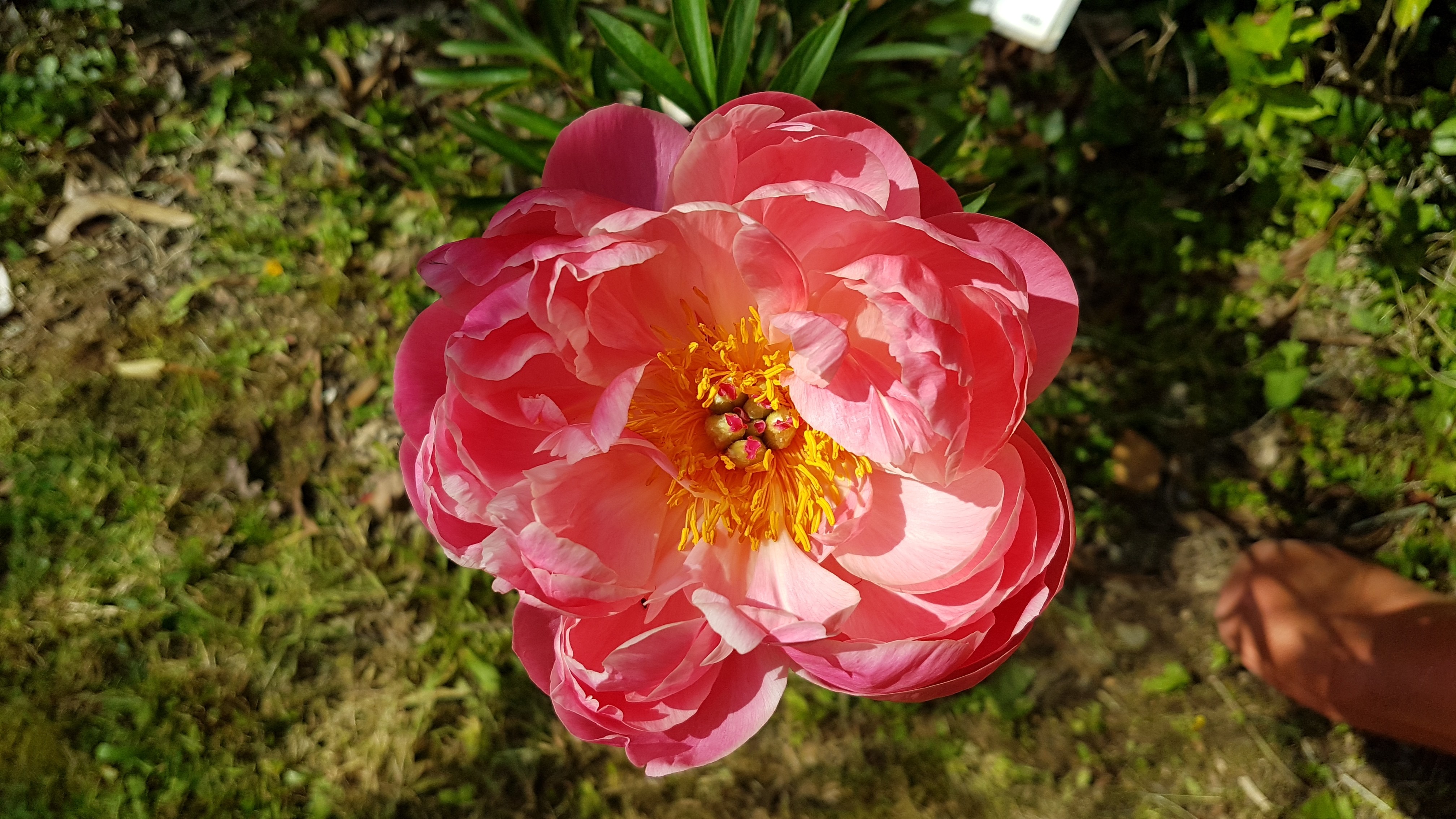 Paeonia lactiflora 'Coral Charm'