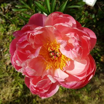 Paeonia lactiflora 'Coral Charm'