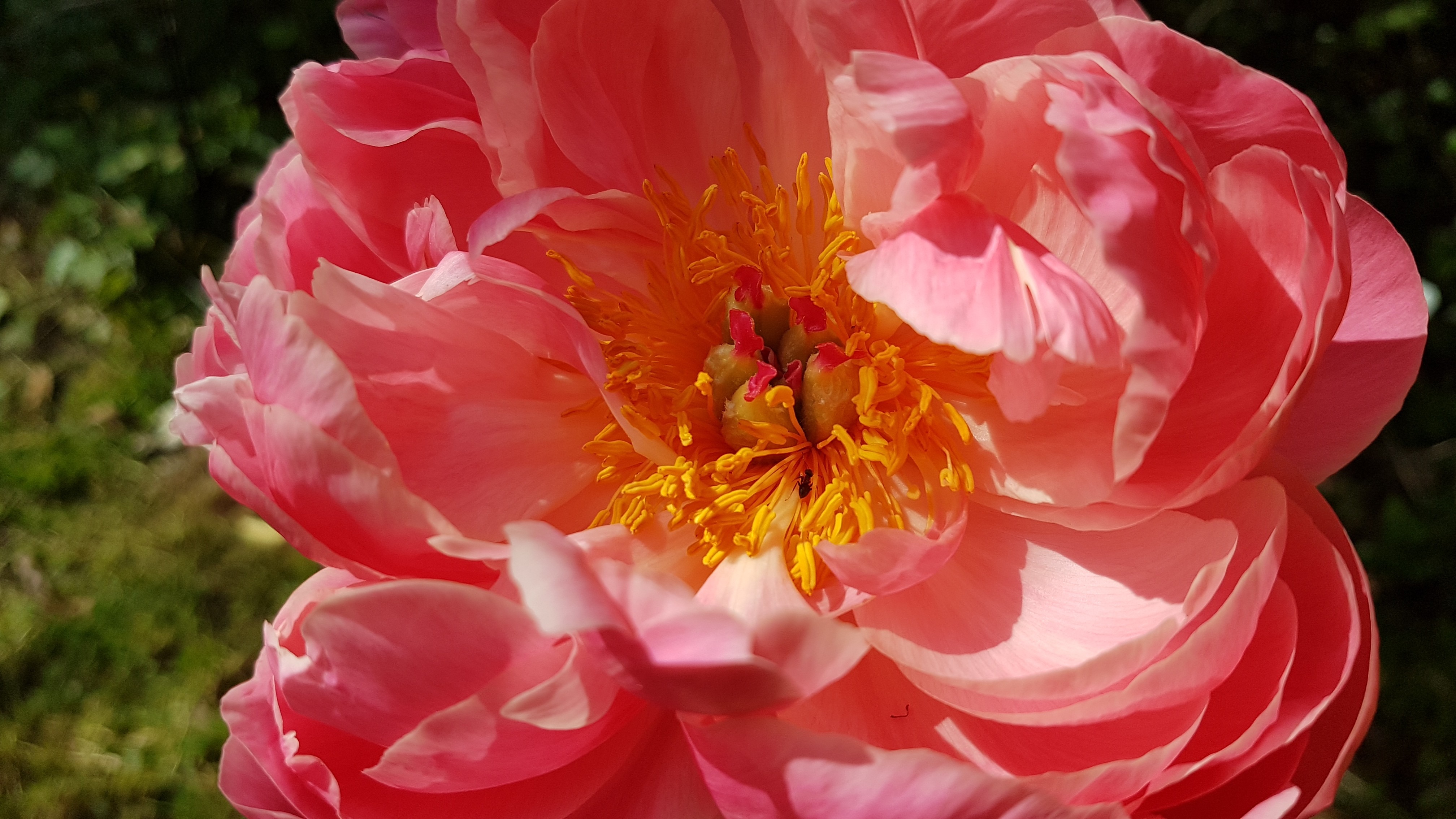 Paeonia lactiflora 'Coral Charm'