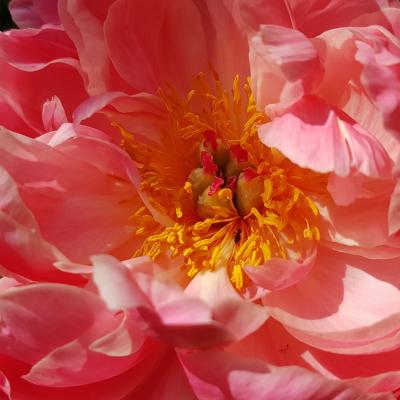 Paeonia lactiflora 'Coral Charm'