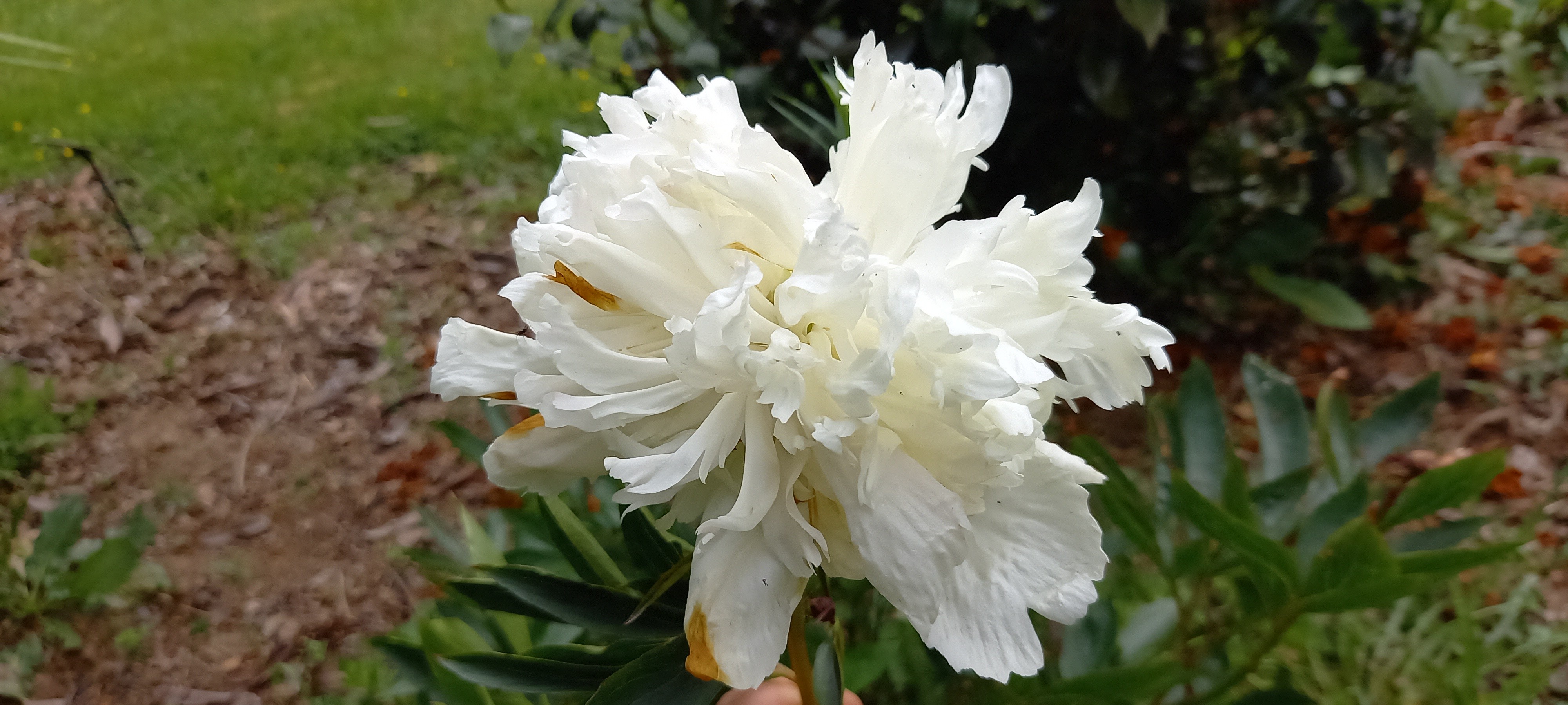 Paeonia lactiflora 'Couronne d'or'