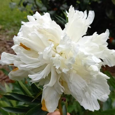 Paeonia lactiflora 'Couronne d'or'