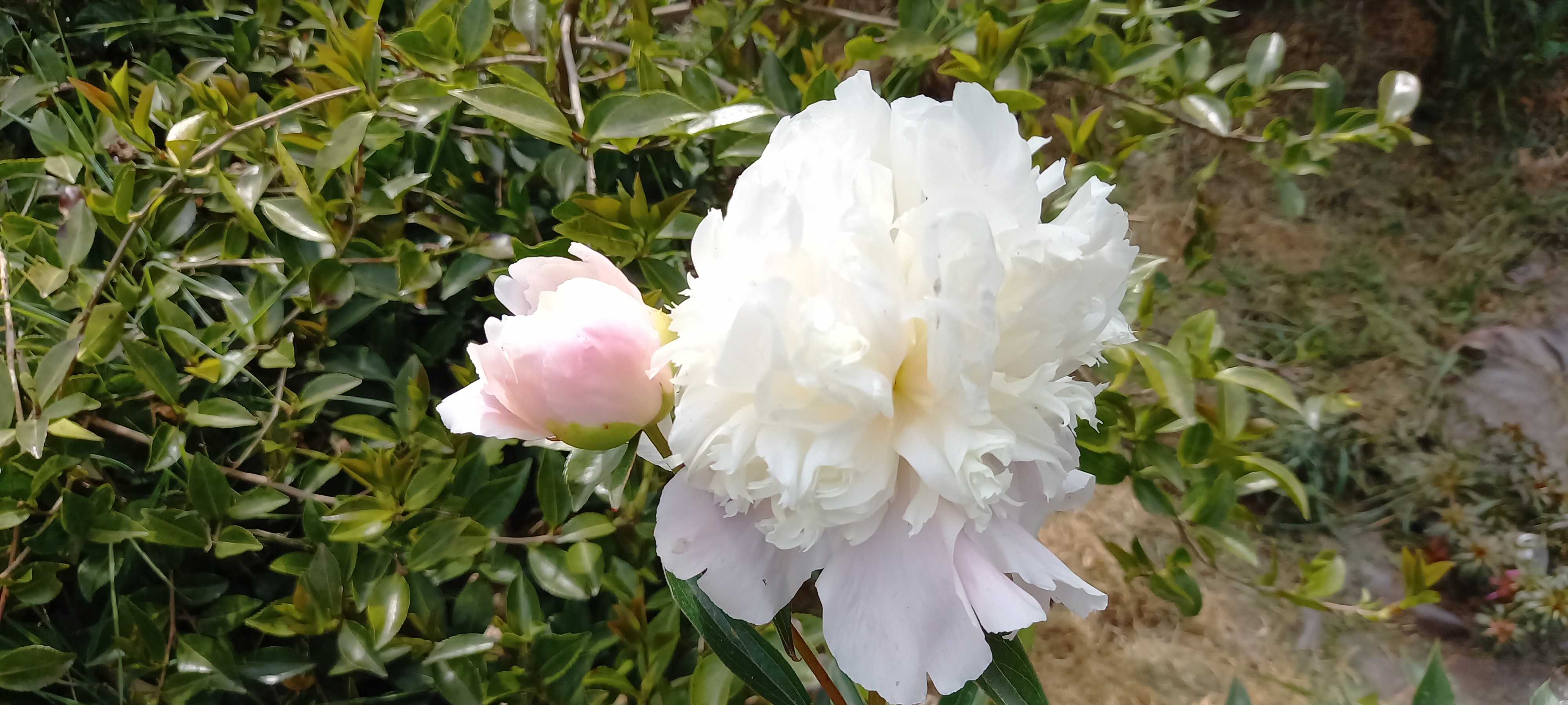 Paeonia lactiflora 'Duc de Wellington'