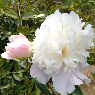 Paeonia lactiflora 'Duc de Wellington'