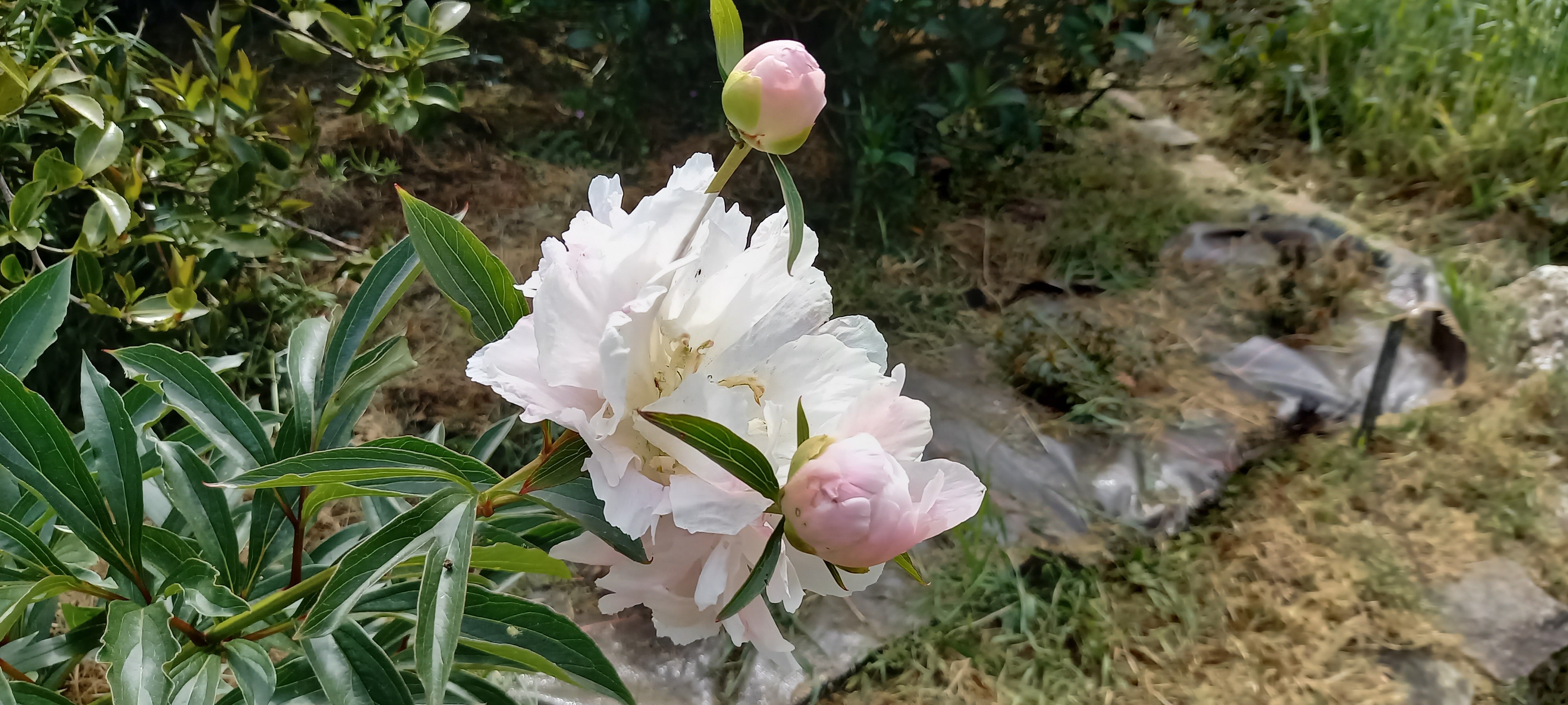 Paeonia lactiflora 'Duc de Wellington'