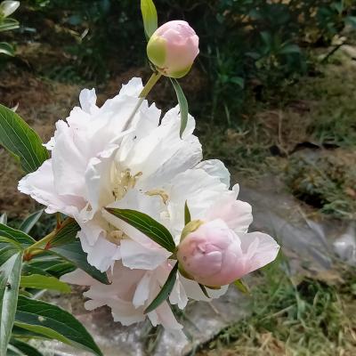 Paeonia lactiflora 'Duc de Wellington'