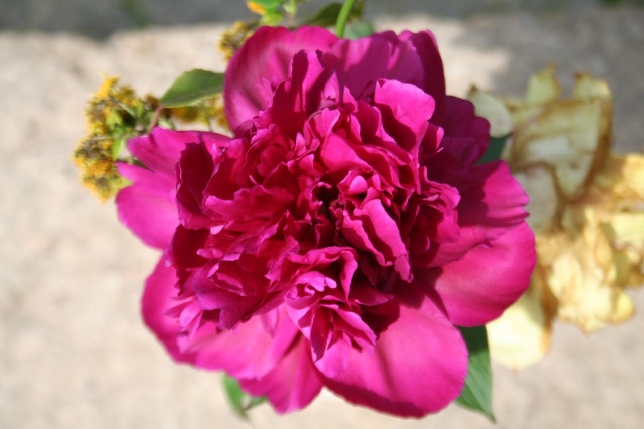 Paeonia lactiflora 'Fokker'