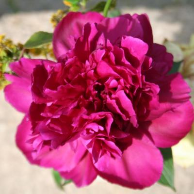 Paeonia lactiflora 'Fokker'