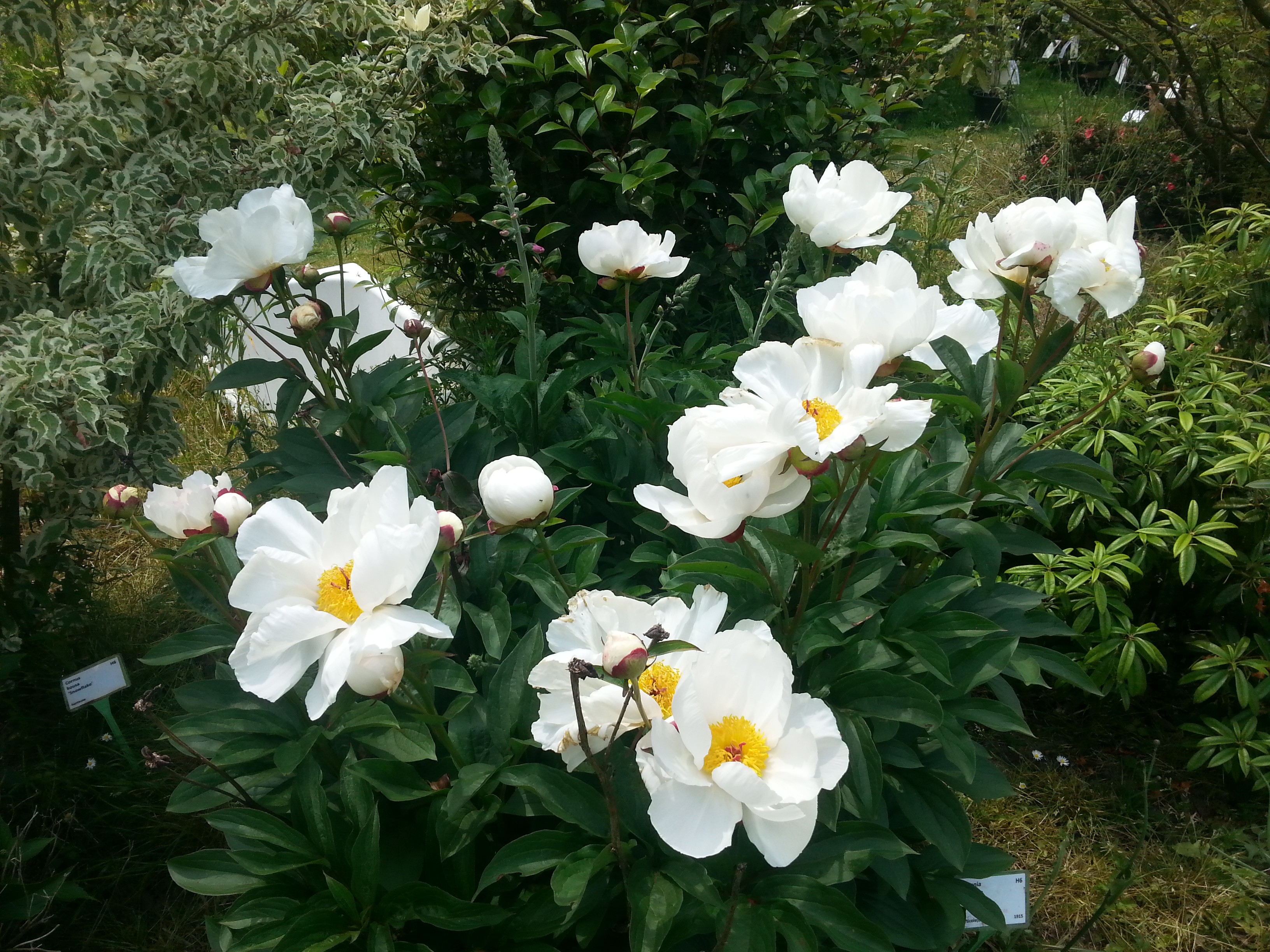 Paeonia lactiflora 'Le Jour'