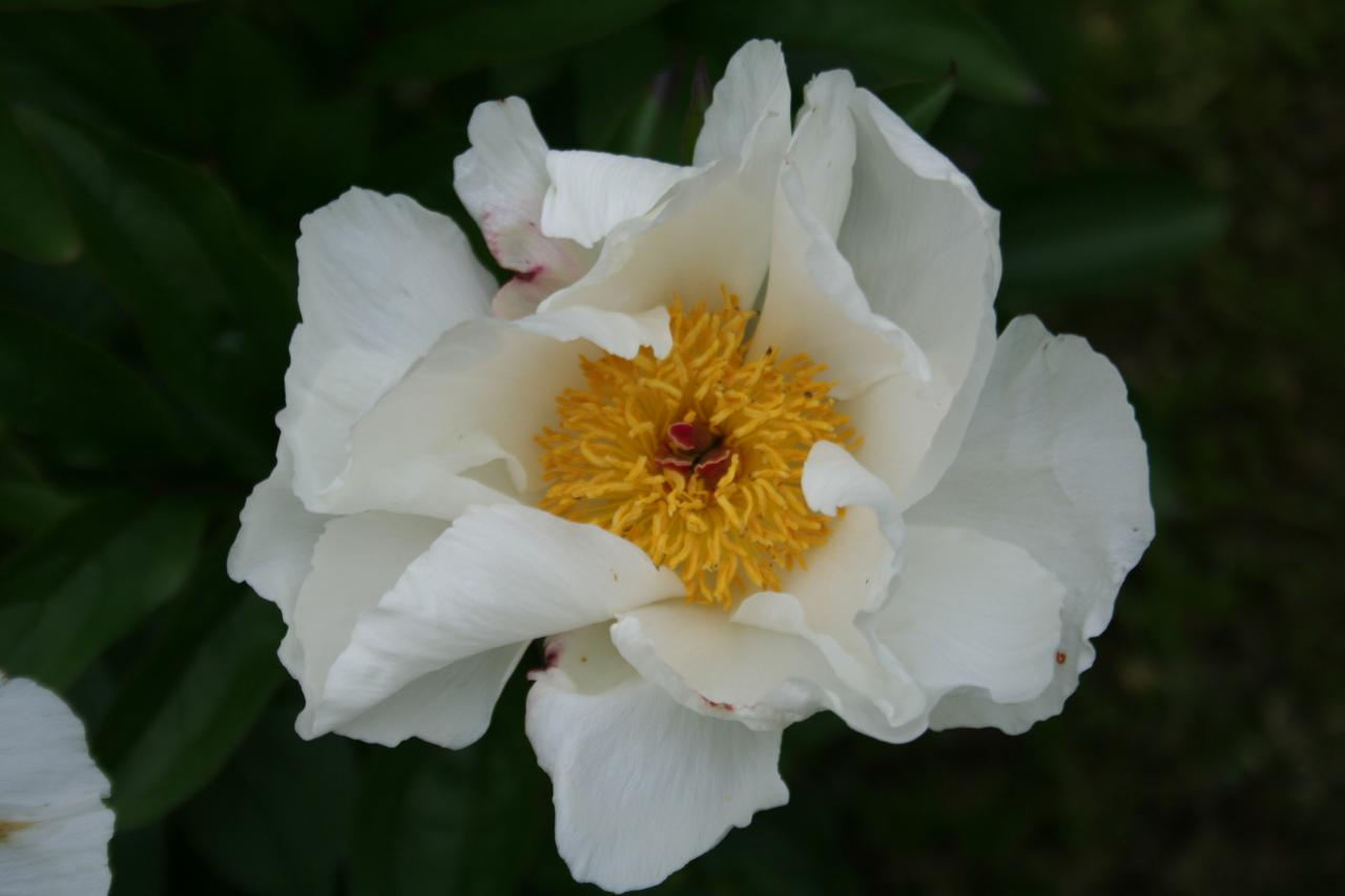 Paeonia lactiflora 'Le Jour'