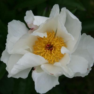 Paeonia lactiflora 'Le Jour'