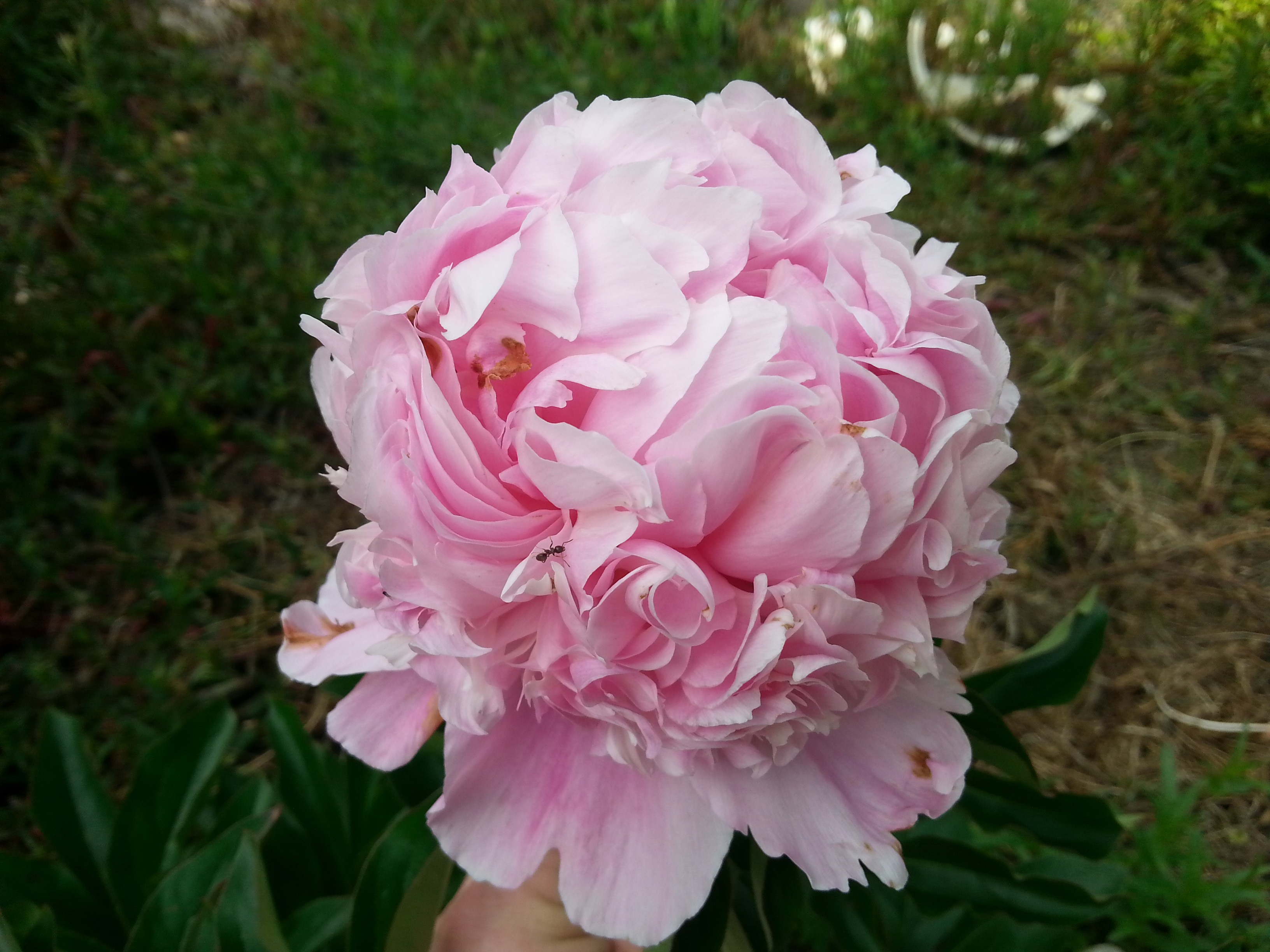 Paeonia lactiflora 'Mme Ducel'