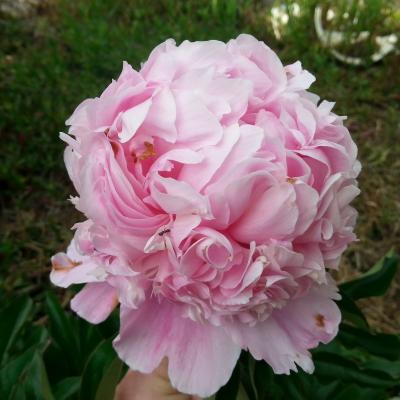 Paeonia lactiflora 'Mme Ducel'