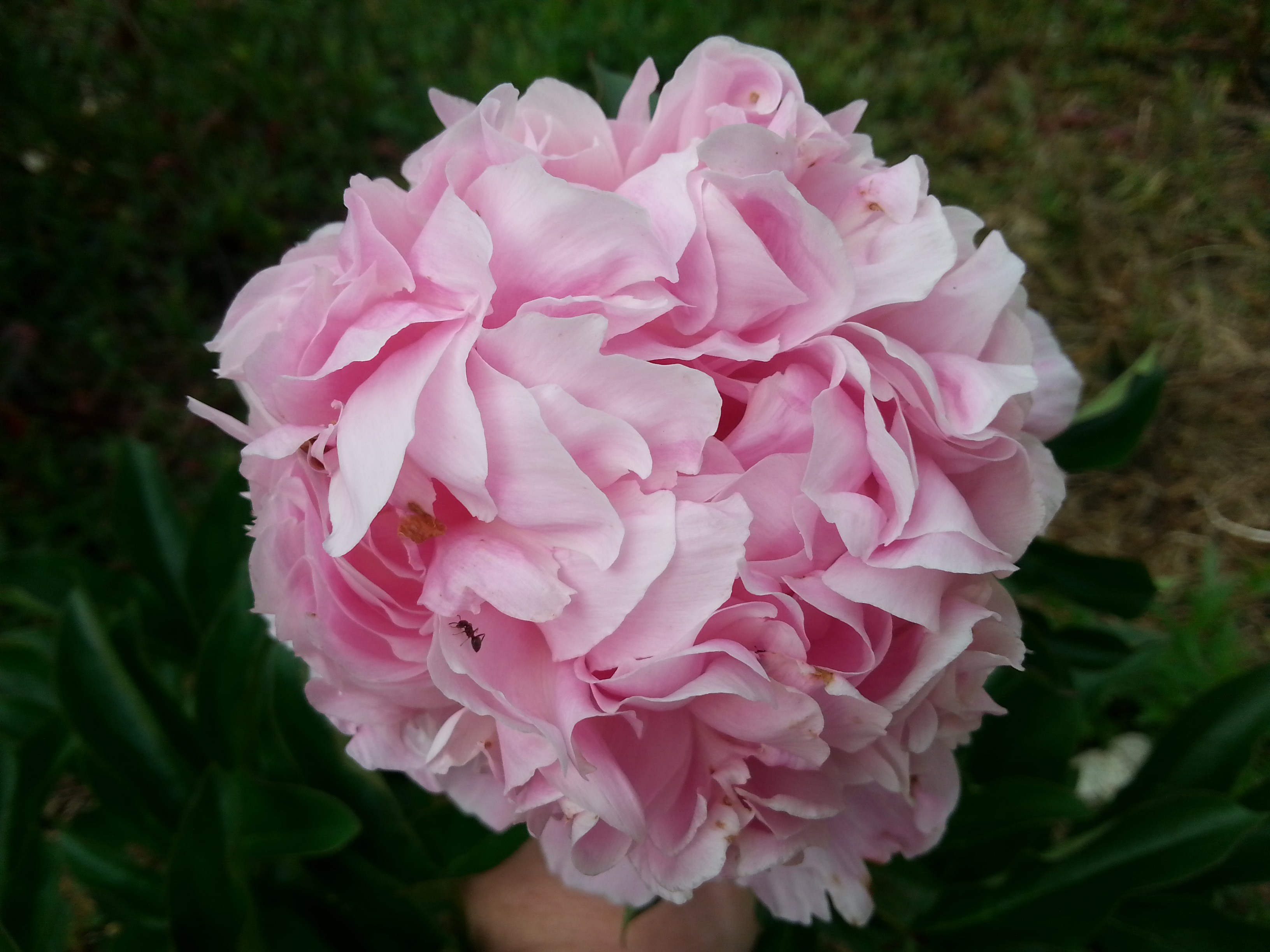 Paeonia lactiflora 'Mme Ducel'