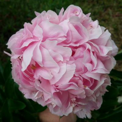 Paeonia lactiflora 'Mme Ducel'