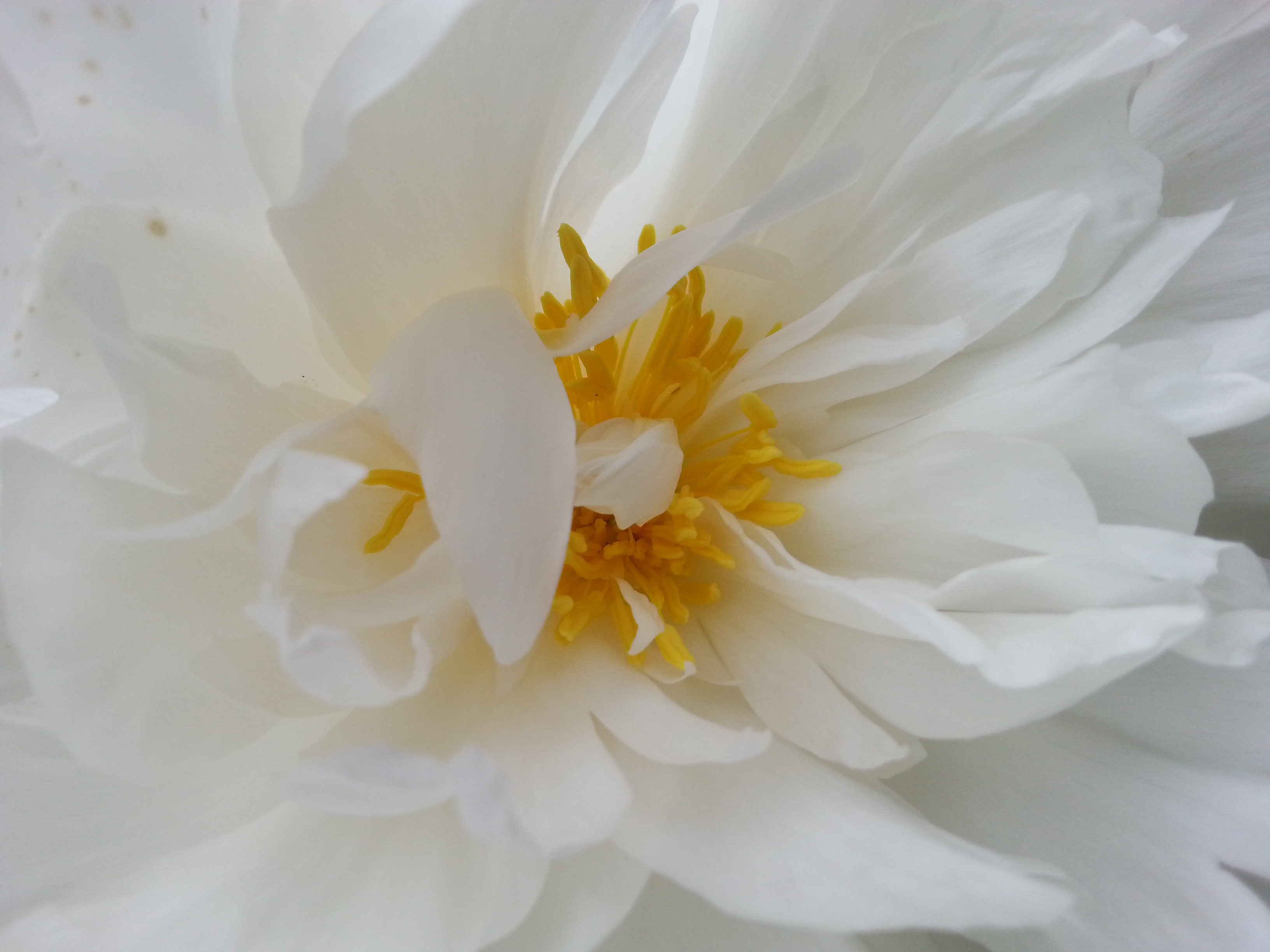 Paeonia lactiflora 'Mrs Edward Harding'