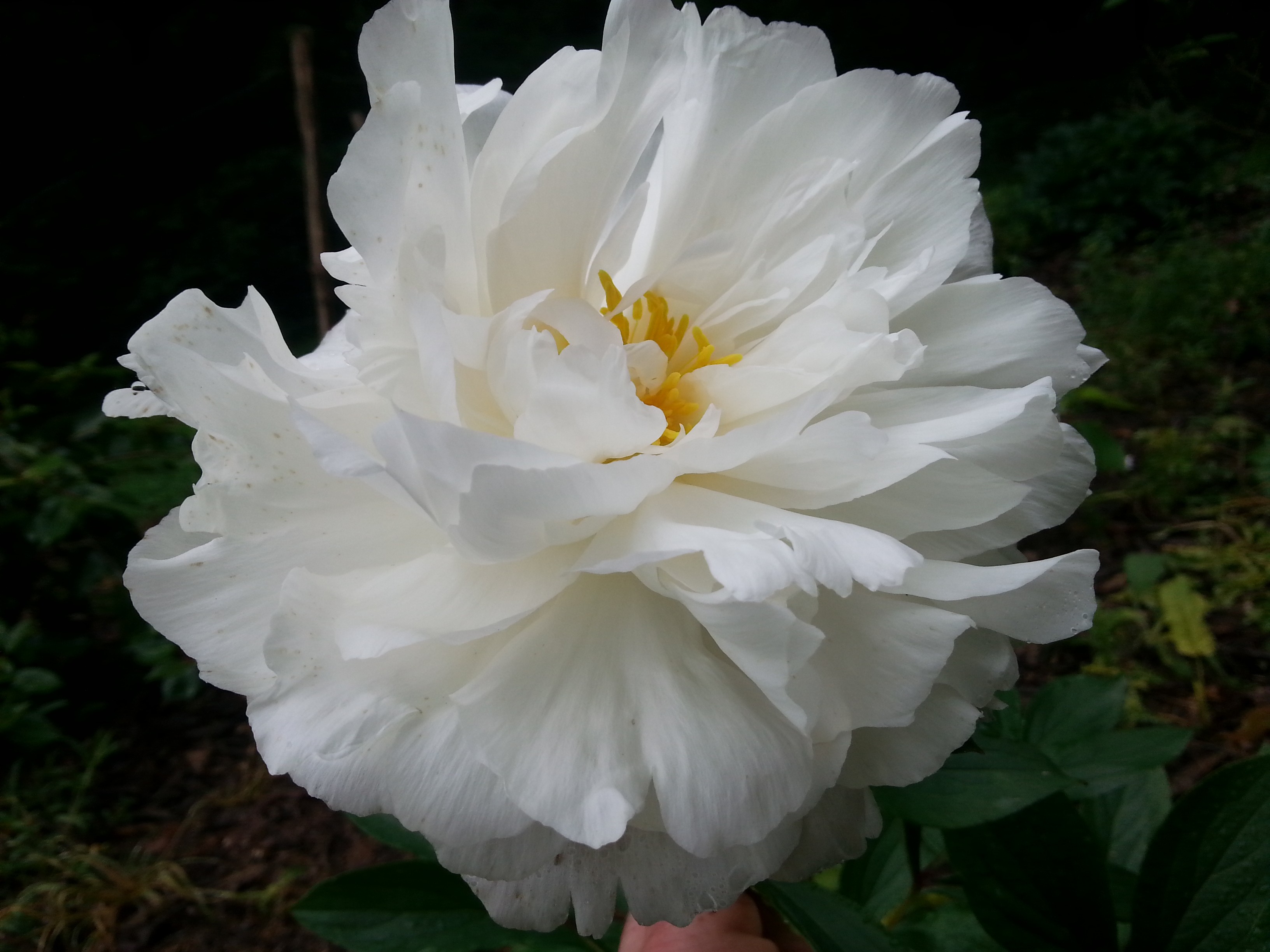 Paeonia lactiflora 'Mrs Edward Harding'