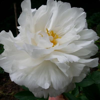 Paeonia lactiflora 'Mrs Edward Harding'