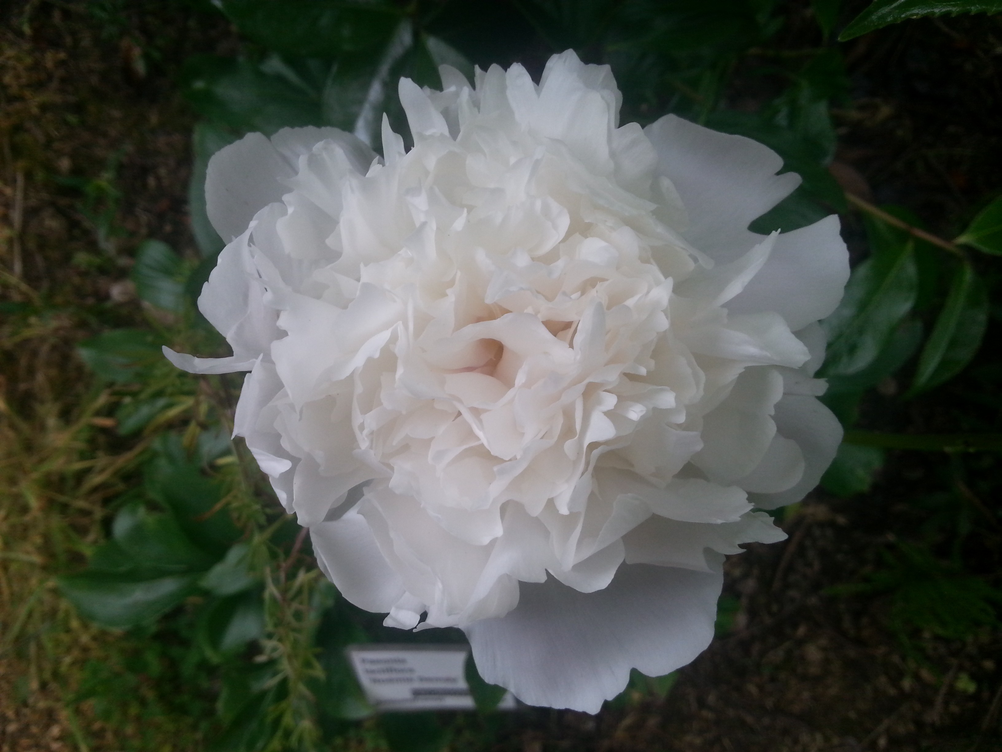 Paeonia lactiflora 'Noémie Demay'