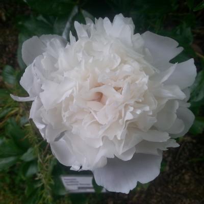 Paeonia lactiflora 'Noémie Demay'