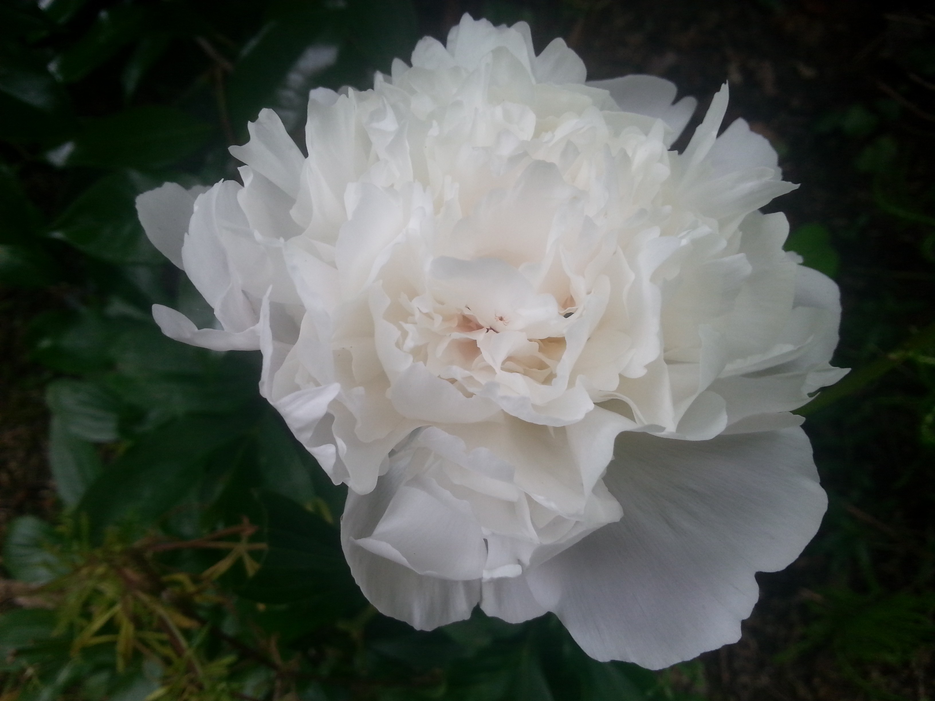 Paeonia lactiflora 'Noémie Demay'