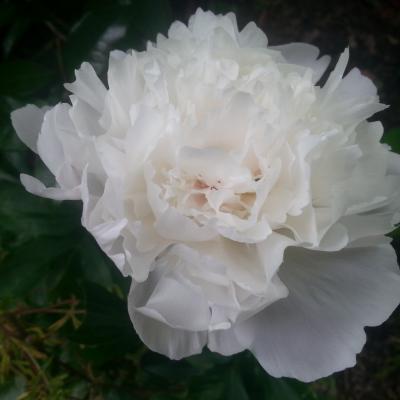 Paeonia lactiflora 'Noémie Demay'