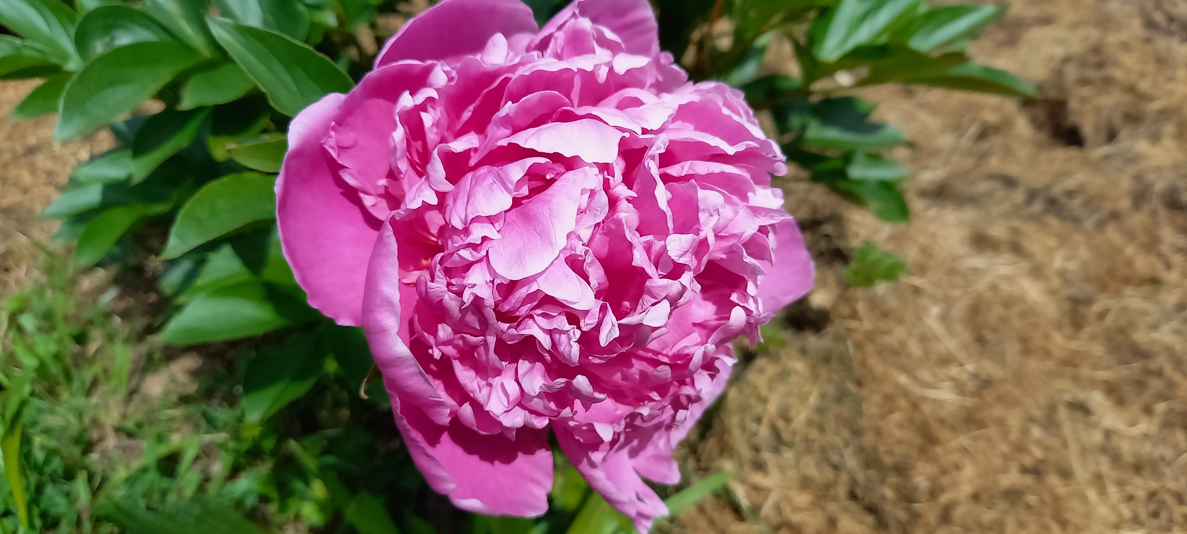 Paeonia lactiflora 'Petite Renée'