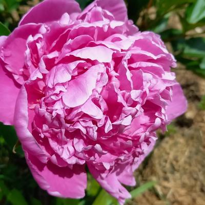 Paeonia lactiflora 'Petite Renée'