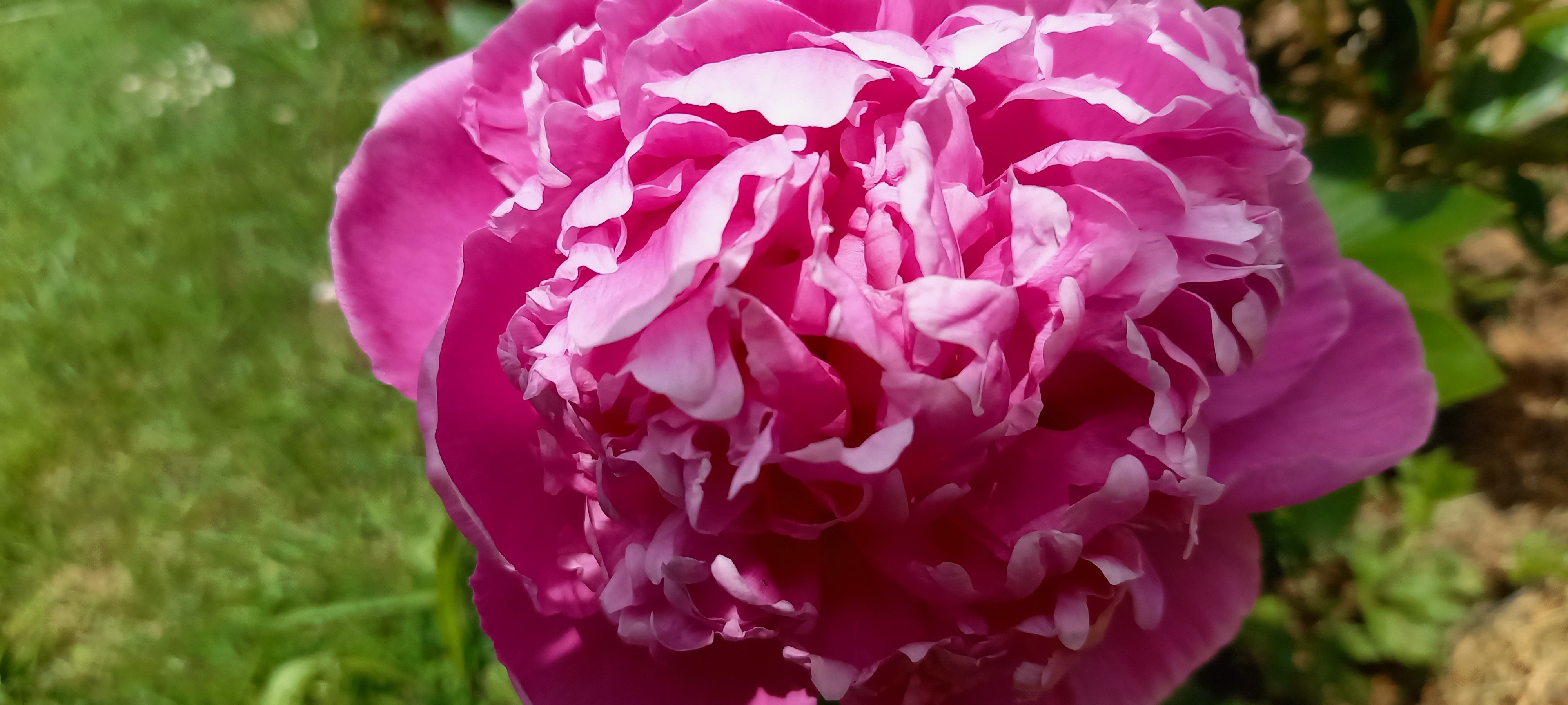 Paeonia lactiflora 'Petite Renée'