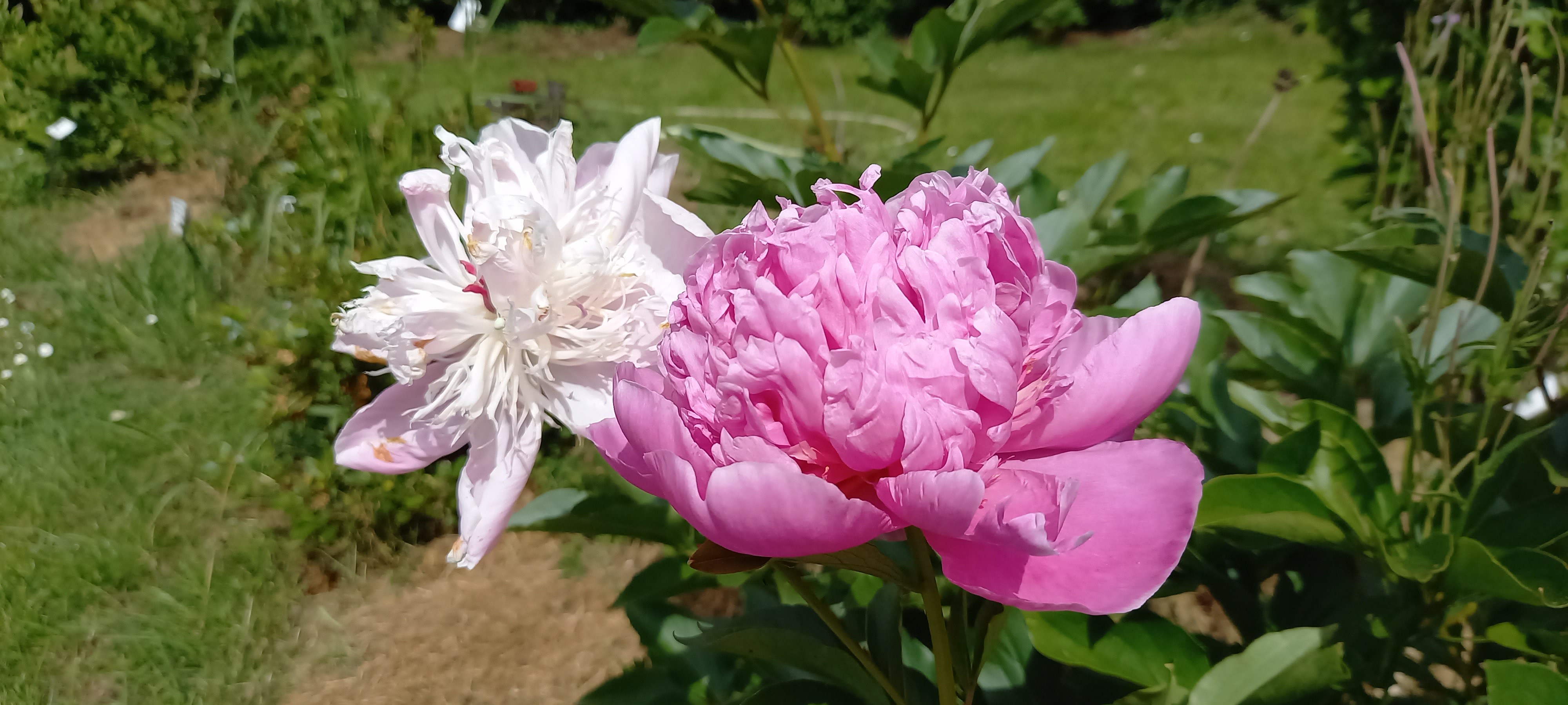 Paeonia lactiflora 'Petite Renée'