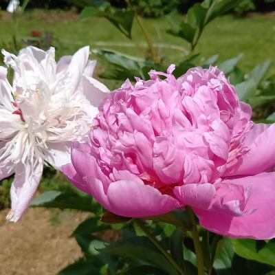 Paeonia lactiflora 'Petite Renée'