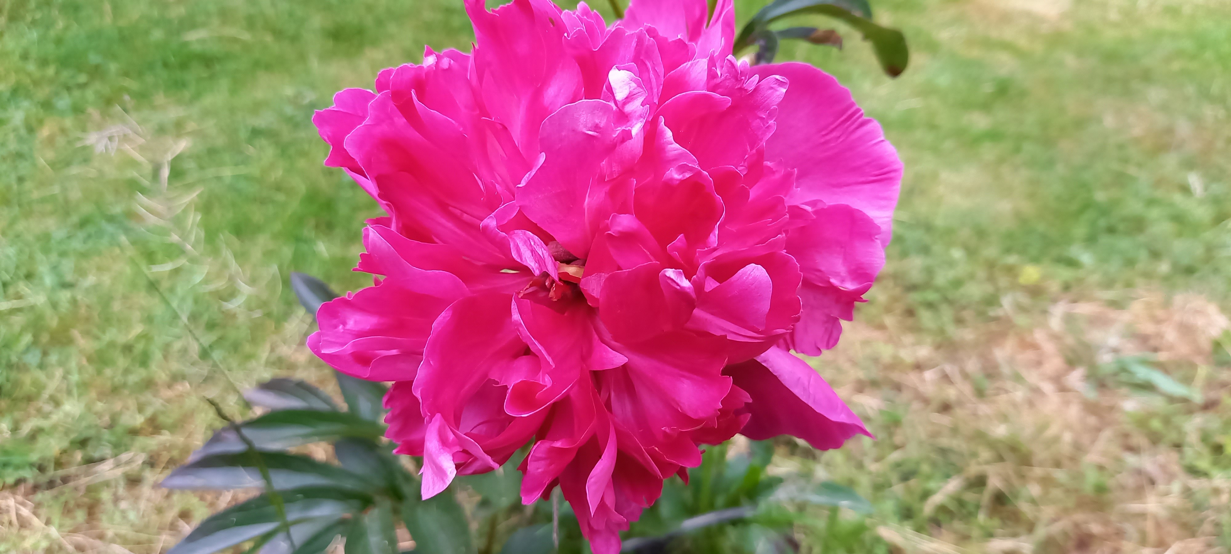 Paeonia lactiflora 'Victor Hugo'