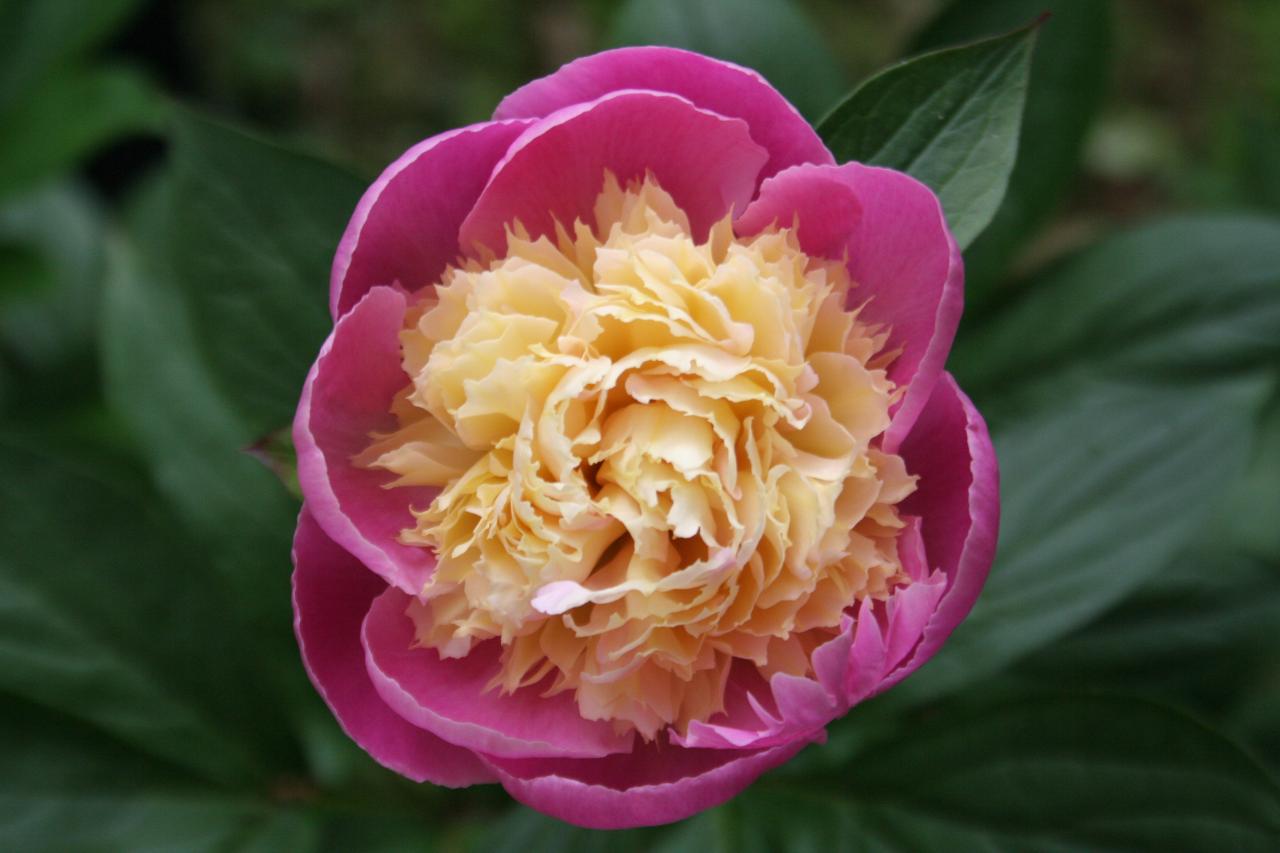 Paeonia suffruticosa 'cultivar indeterminé'