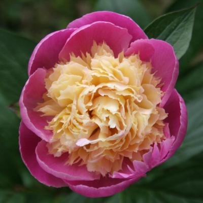 Paeonia suffruticosa 'cultivar indeterminé'