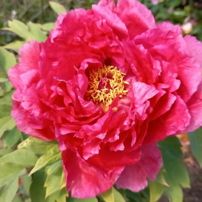 Paeonia suffruticosa 'cultivar indeterminé'